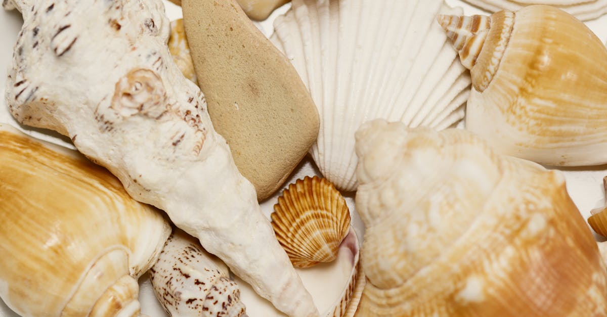 Le Cor de Conche : 17 000 Ans de Silence Rompus