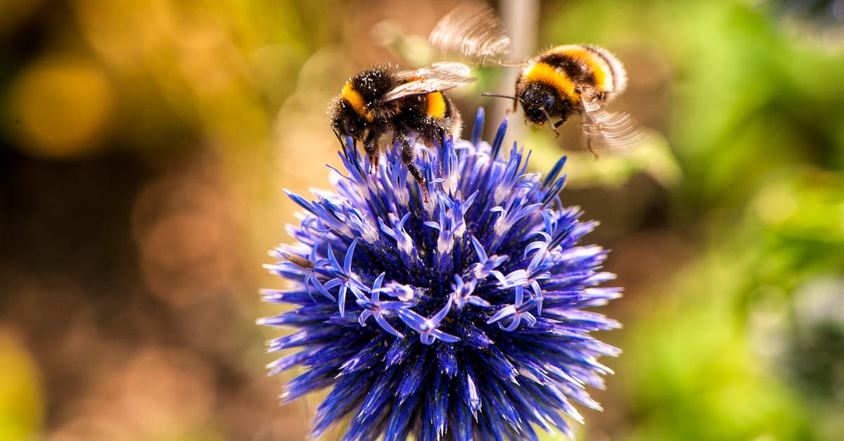 Des abeilles et des fleurs robotiques : une coopération fascinante