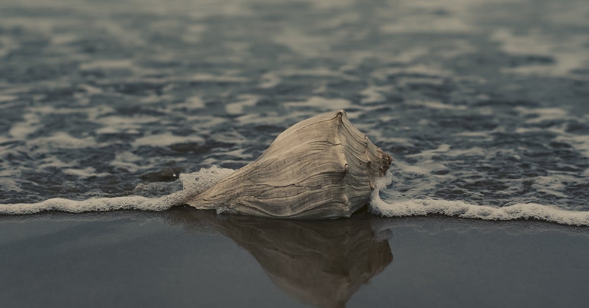 découvrez la beauté et la diversité des coquillages conch, symboles de l'océan et de la culture marine. explorez leur histoire, leur utilisation et les pratiques de conservation pour préserver ces merveilles naturelles.
