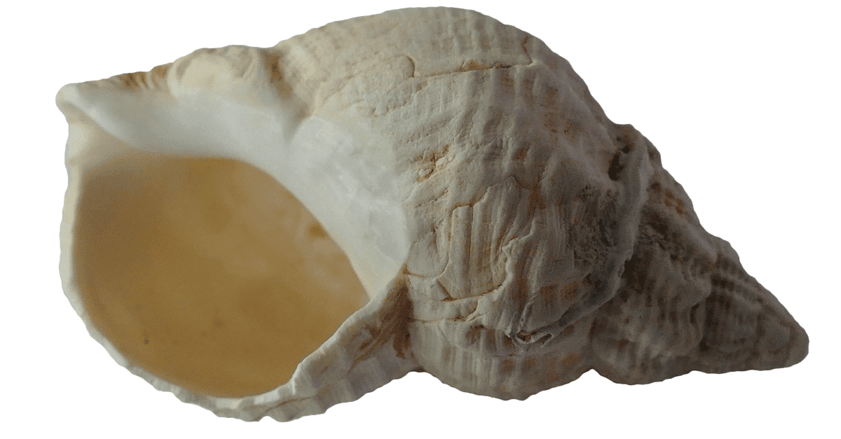 découvrez la beauté et la diversité des coquillages de conque, symbole de la mer et typiques des plages tropicales. apprenez tout sur leur formation, leur utilisation dans l'artisanat et leur importance culturelle.
