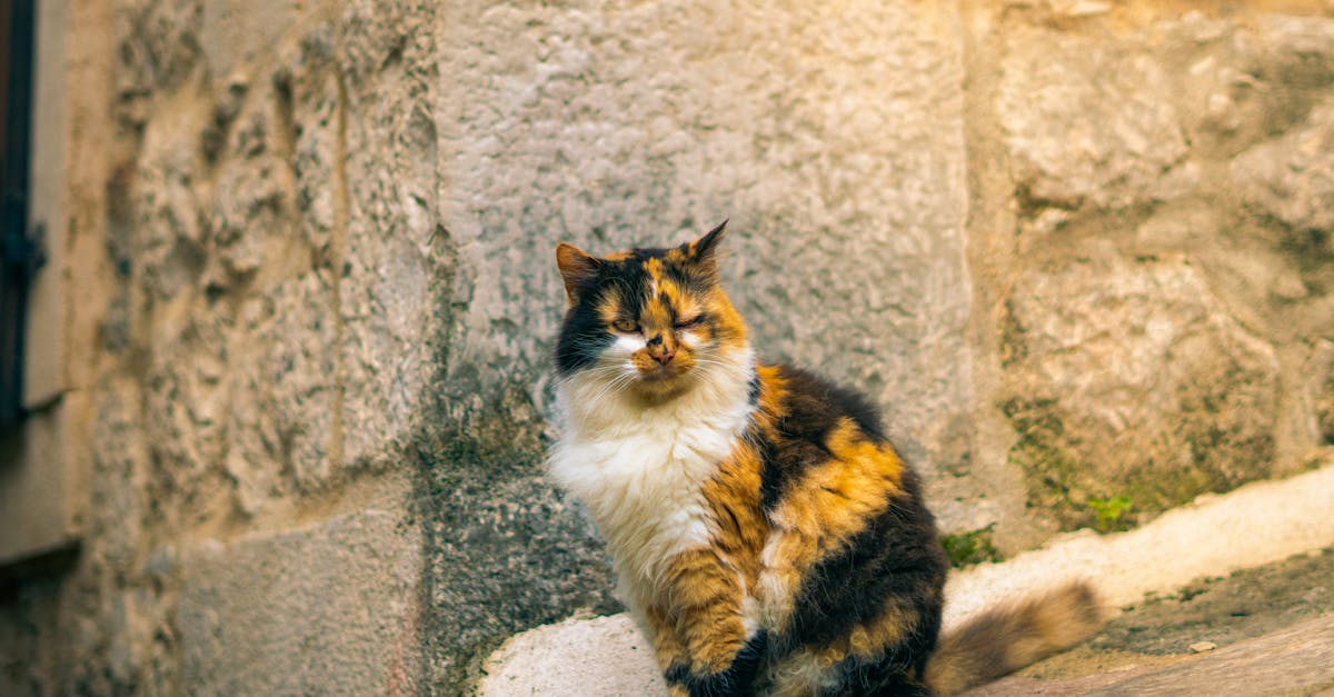 découvrez le concept fascinant de la chimère, une créature légendaire mêlant différentes parties d'animaux. explorez son histoire, ses significations symboliques et son impact dans la culture populaire à travers les âges.