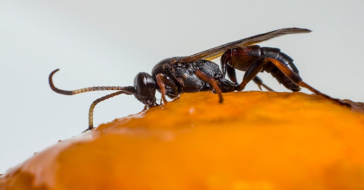 découvrez tout sur les mouches des fruits, ces petits insectes qui peuvent envahir vos cuisines. apprenez à les identifier, comprendre leur cycle de vie et trouvez des astuces efficaces pour les éloigner de vos fruits et légumes à la maison.