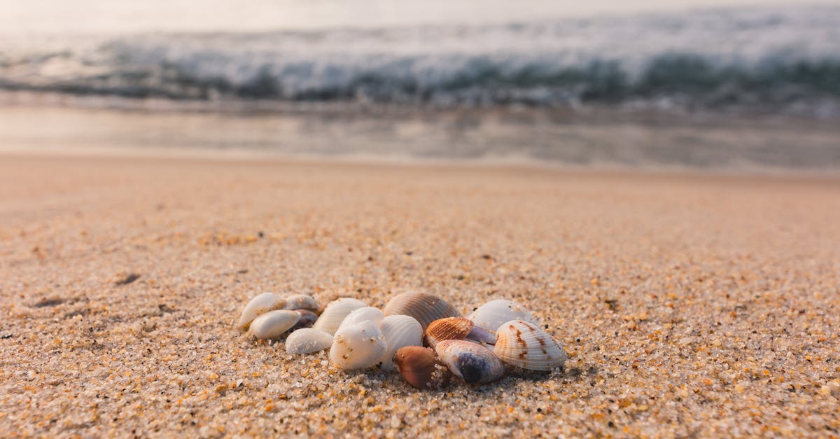 découvrez la beauté des coquillages ! explorez notre collection fascinante de coquillages de mer, apprenez leurs origines et enrichissez vos connaissances sur ces trésors naturels.