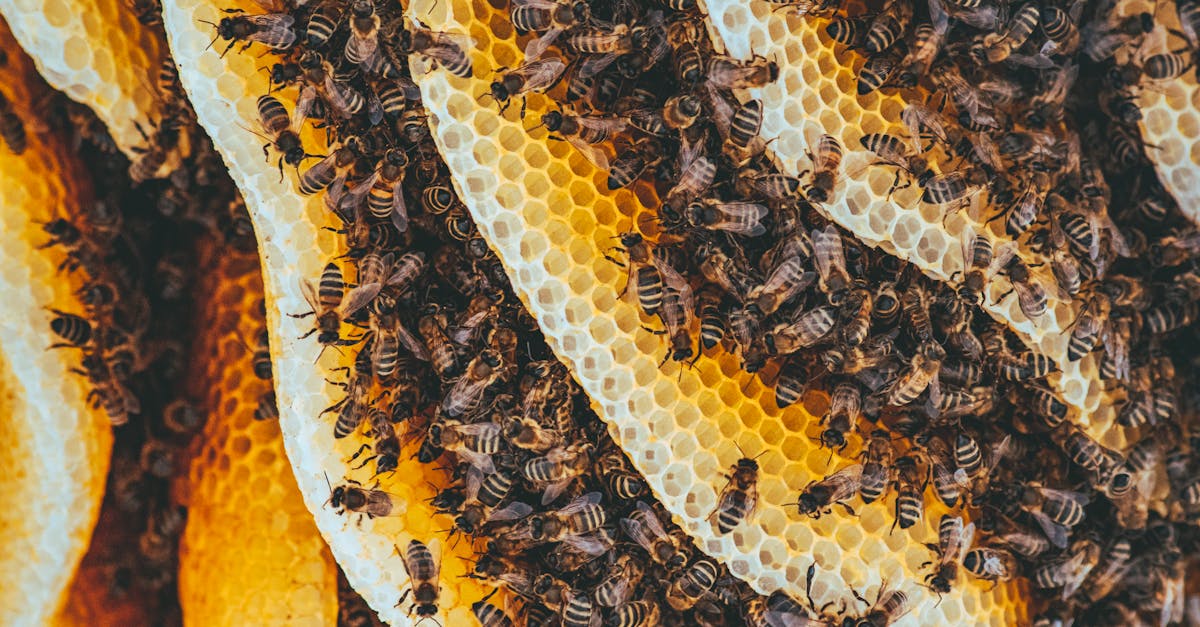 découvrez l'univers fascinant des abeilles, ces pollinisateurs essentiels à notre écosystème. apprenez leur rôle crucial dans la nature, les différentes espèces et les menaces qui pèsent sur leur survie.