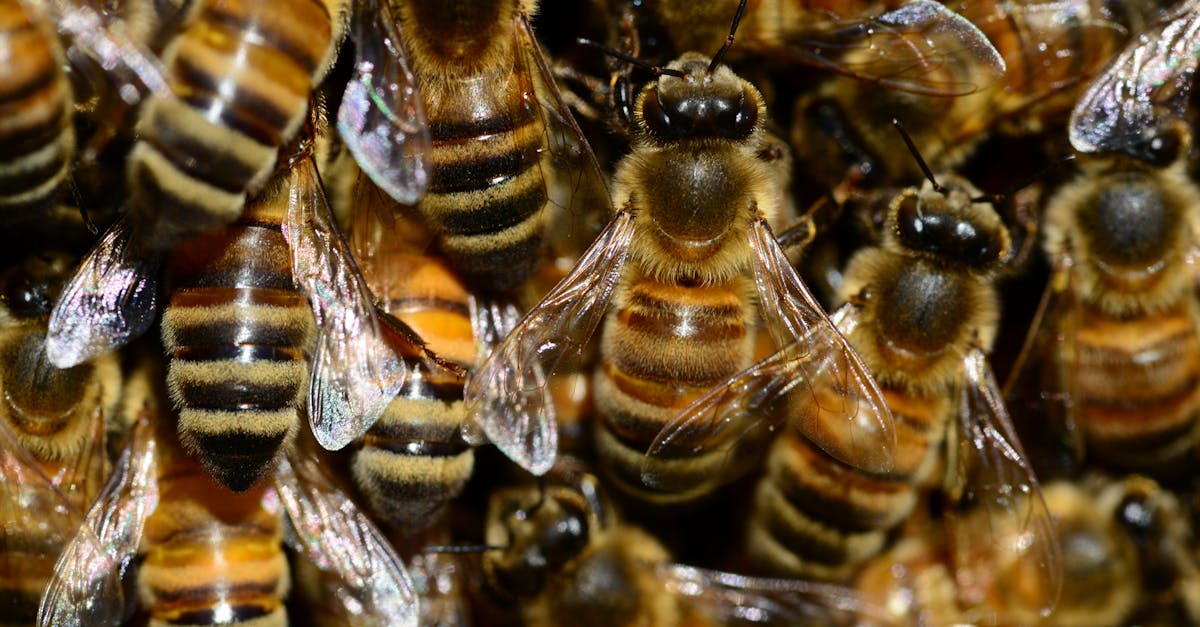 découvrez le fascinant monde des abeilles, ces insectes pollinisateurs essentiels à notre écosystème. apprenez leur rôle crucial dans la nature, la production de miel et comment les protéger pour préserver notre biodiversité.