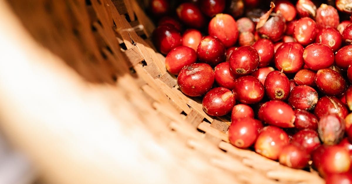 découvrez les enjeux et les techniques de la production de fruits, de la culture à la récolte. explorez les variétés, les méthodes durables et les innovations apportées à cette industrie essentielle pour une alimentation saine et variée.
