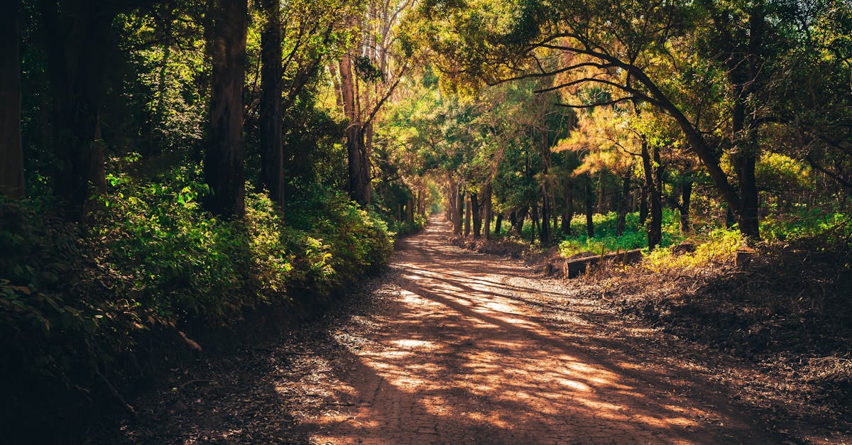 découvrez l'univers du trail, une aventure en pleine nature qui allie course à pied et exploration. que vous soyez débutant ou expert, parcourez des sentiers magnifiques, relevez des défis sportifs et vivez des moments inoubliables au cœur des paysages. préparez-vous à une expérience unique et ressourçante.