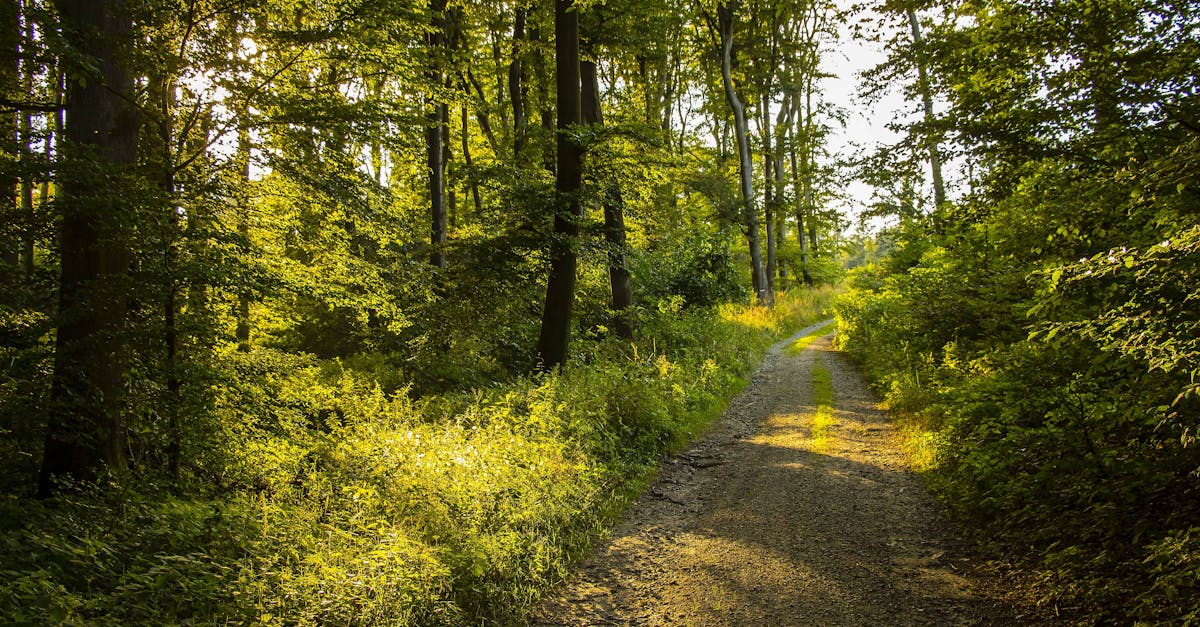 découvrez le monde fascinant du trail, une activité de course en pleine nature qui allie endurance, aventure et paysages à couper le souffle. que vous soyez débutant ou expert, laissez-vous inspirer par des itinéraires variés, des conseils pratiques et des astuces pour améliorer votre performance sur les sentiers.