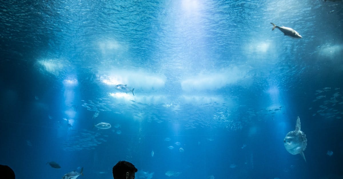 découvrez une expérience immersive unique qui vous plonge au cœur de l'action, mêlant technologie, créativité et sensations inoubliables. vivez des aventures captivantes et transformez votre perception du monde grâce à des environnements interactifs et intégrés.