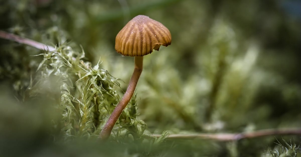 découvrez la biologie synthétique, une discipline innovante qui combine biologie, ingénierie et informatique pour concevoir et créer des organismes vivants. explorez ses applications révolutionnaires dans la santé, l'agriculture et l'environnement.