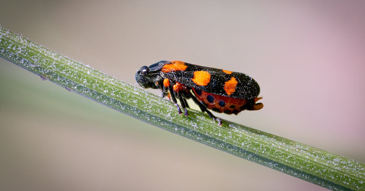 la biologie synthétique, une discipline innovante à l'intersection de la biologie et de l'ingénierie, permet de concevoir et de modifier des systèmes biologiques pour créer des solutions durables en santé, agriculture et environnement. découvrez comment cette science révolutionnaire façonne l'avenir de notre planète.